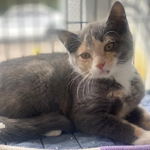 A baby small-sized female Calico Domestic Short Hair cat named Bluebell for adoption in Chesapeake, VA