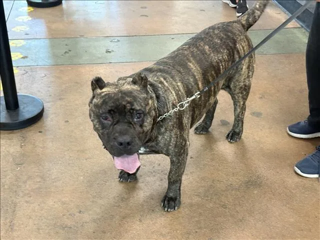 An adult large-sized female Mastiff dog named Koto for adoption in Van Nuys, CA