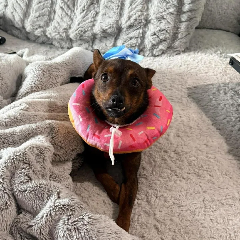 An adult small-sized male Brown / Chocolate Chihuahua dog named Edison for adoption in Tampa, FL
