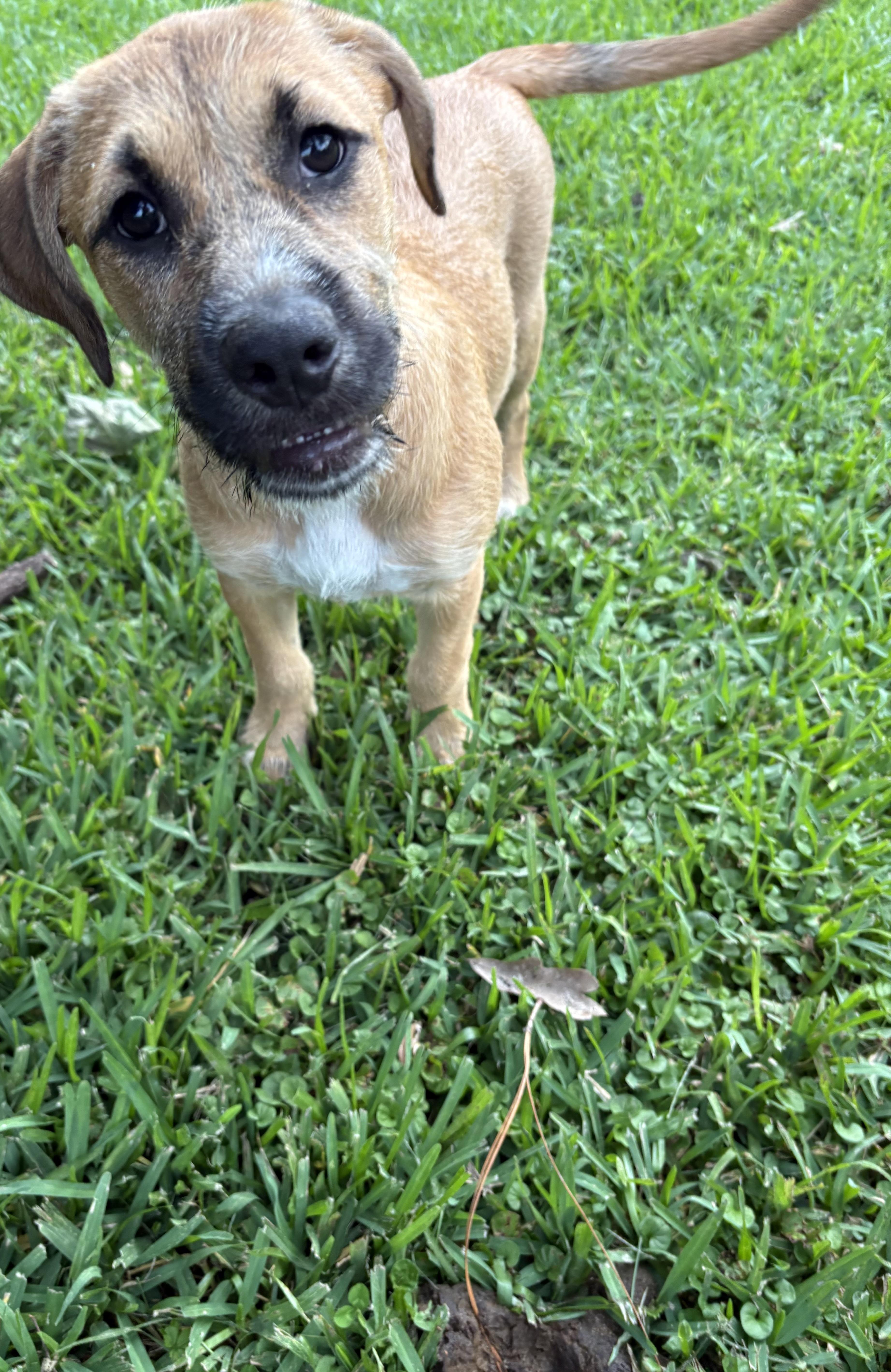 A baby medium-sized female Golden Border Terrier dog named Nella for adoption in Alexandria, LA