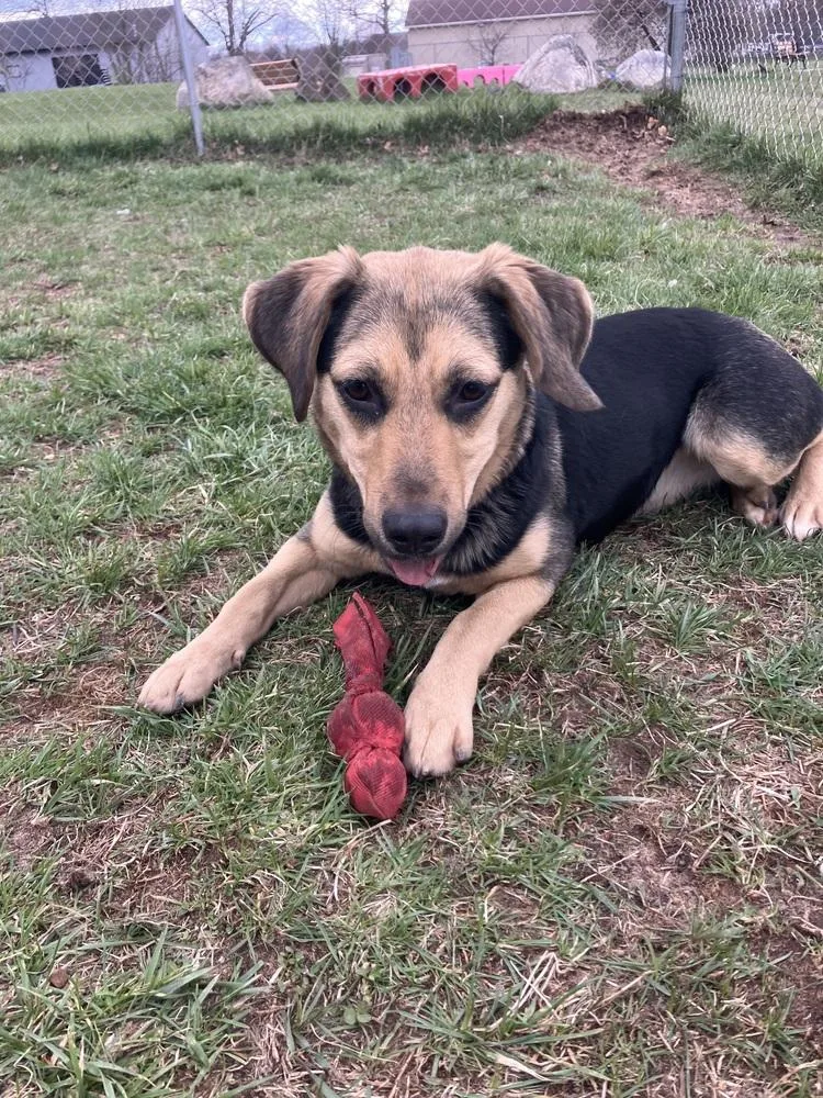 A young medium-sized female Tricolor (Brown, Black, & White) Shepherd dog named Courage for adoption in Kalamazoo, MI