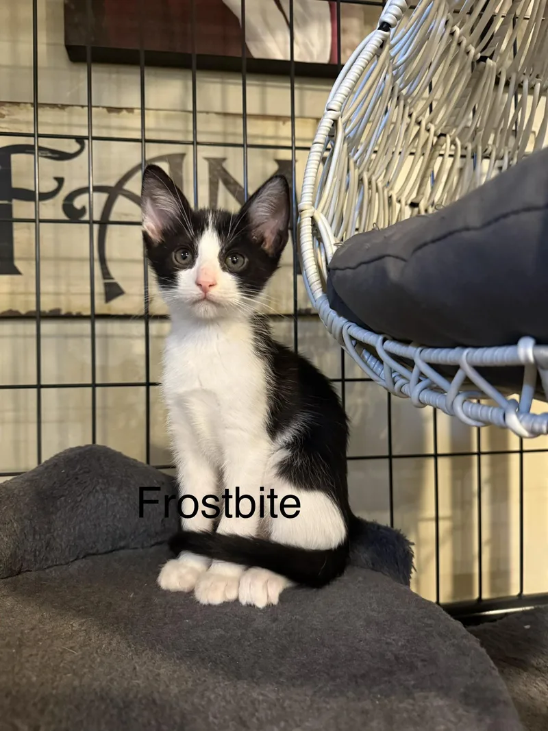 A baby small-sized male Domestic Short Hair cat named Frostbite for adoption in Seven Valleys, PA