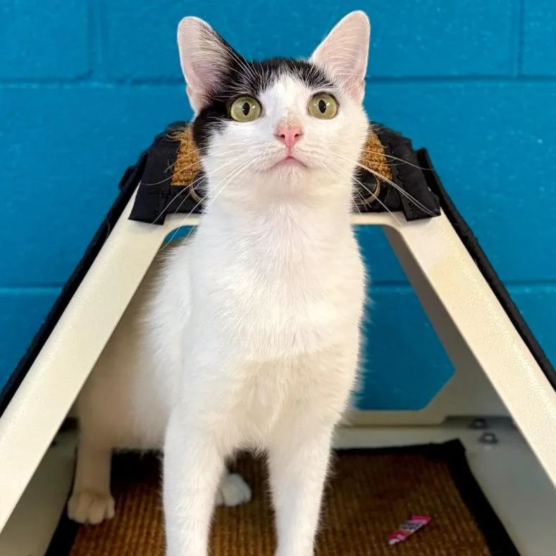 A young small-sized female White Domestic Short Hair cat named Tammy for adoption in Houston, TX