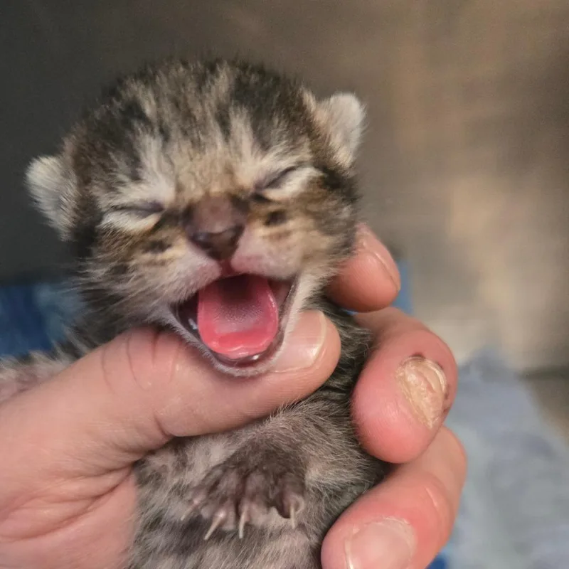 A baby small-sized female Brown / Chocolate Domestic Short Hair cat named Waffles for adoption in San Jacinto, CA