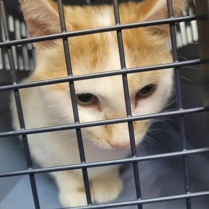 An adult medium-sized female Domestic Short Hair cat named Beetle for adoption in Memphis, TN