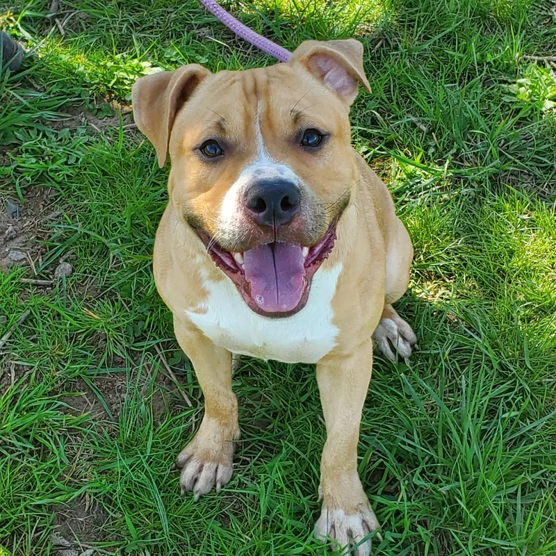 A young medium-sized male Golden Pit Bull Terrier dog named Jam for adoption in Jersey city, NJ