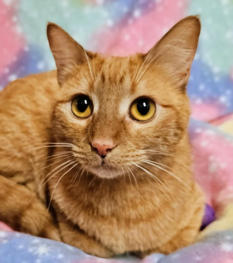 A young medium-sized female Tabby (Orange / Red) Domestic Short Hair cat named Alice  Rancho Cucamonga for adoption in Yorba Linda, CA