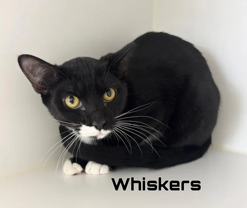 A young medium-sized male Black & White / Tuxedo Domestic Short Hair cat named Whiskers for adoption in Rochester, IN