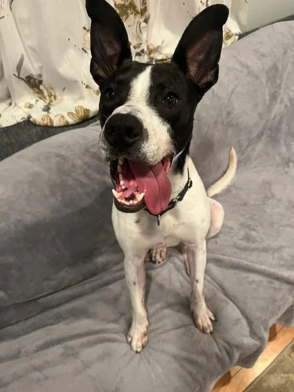 A young large-sized male Australian Cattle Dog / Blue Heeler dog named Munch for adoption in Austin, TX
