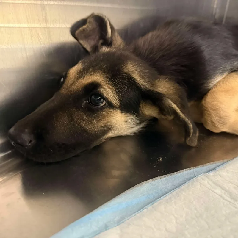 A baby small-sized female German Shepherd Dog dog named Harriet for adoption in Bastrop, TX