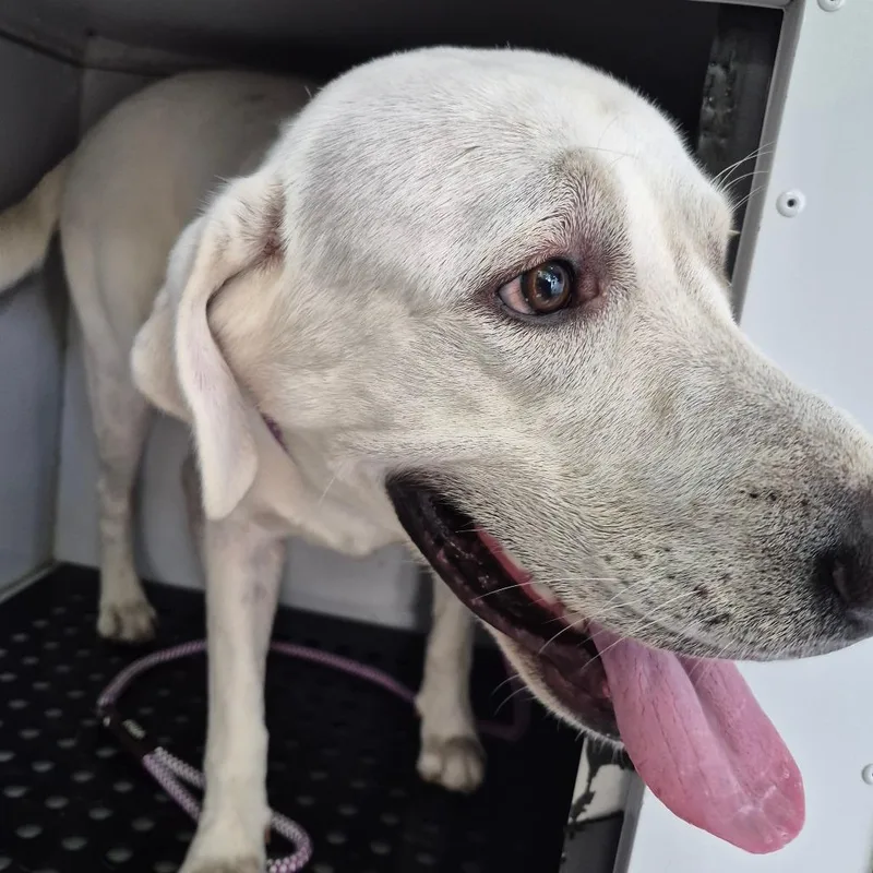 An adult large-sized male White / Cream Mixed Breed dog named StrayWarmSpringRoad for adoption in Columbus, GA