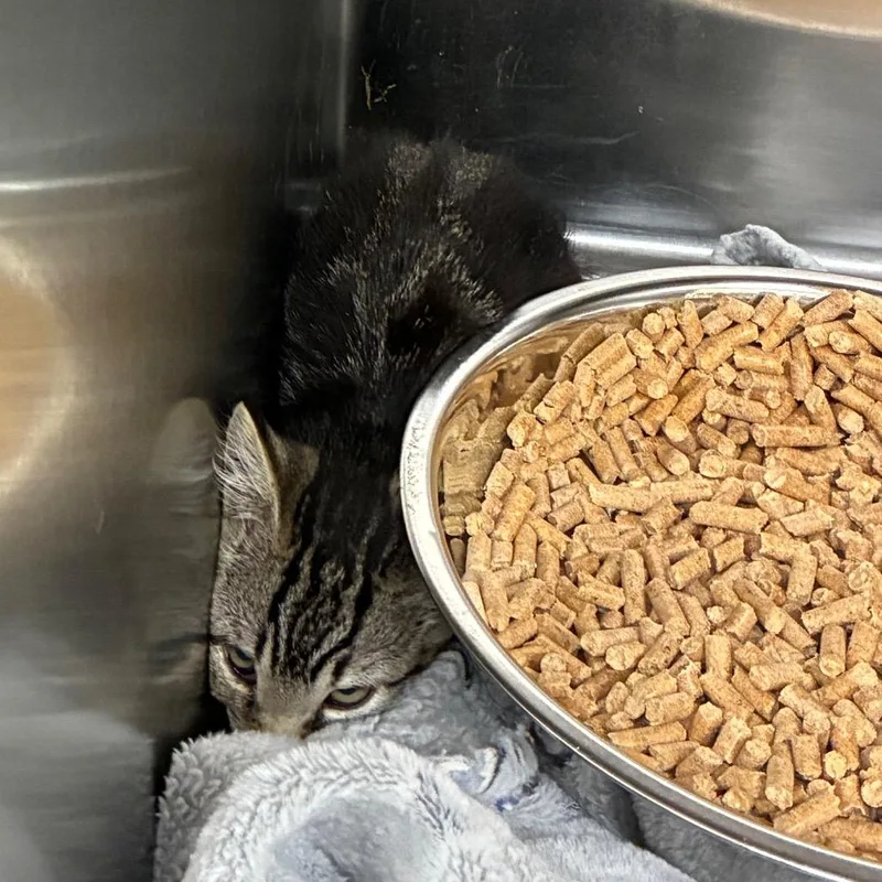 A baby small-sized female Domestic Short Hair cat named Foot for adoption in Winston-Salem, NC