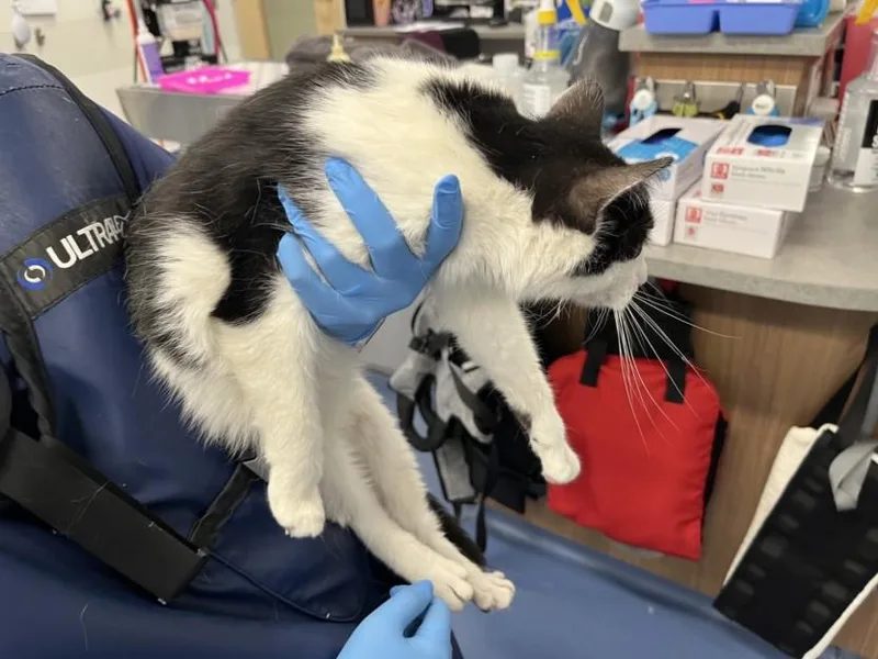 A young small-sized female Domestic Short Hair cat named Lucky Star for adoption in Loveland, CO