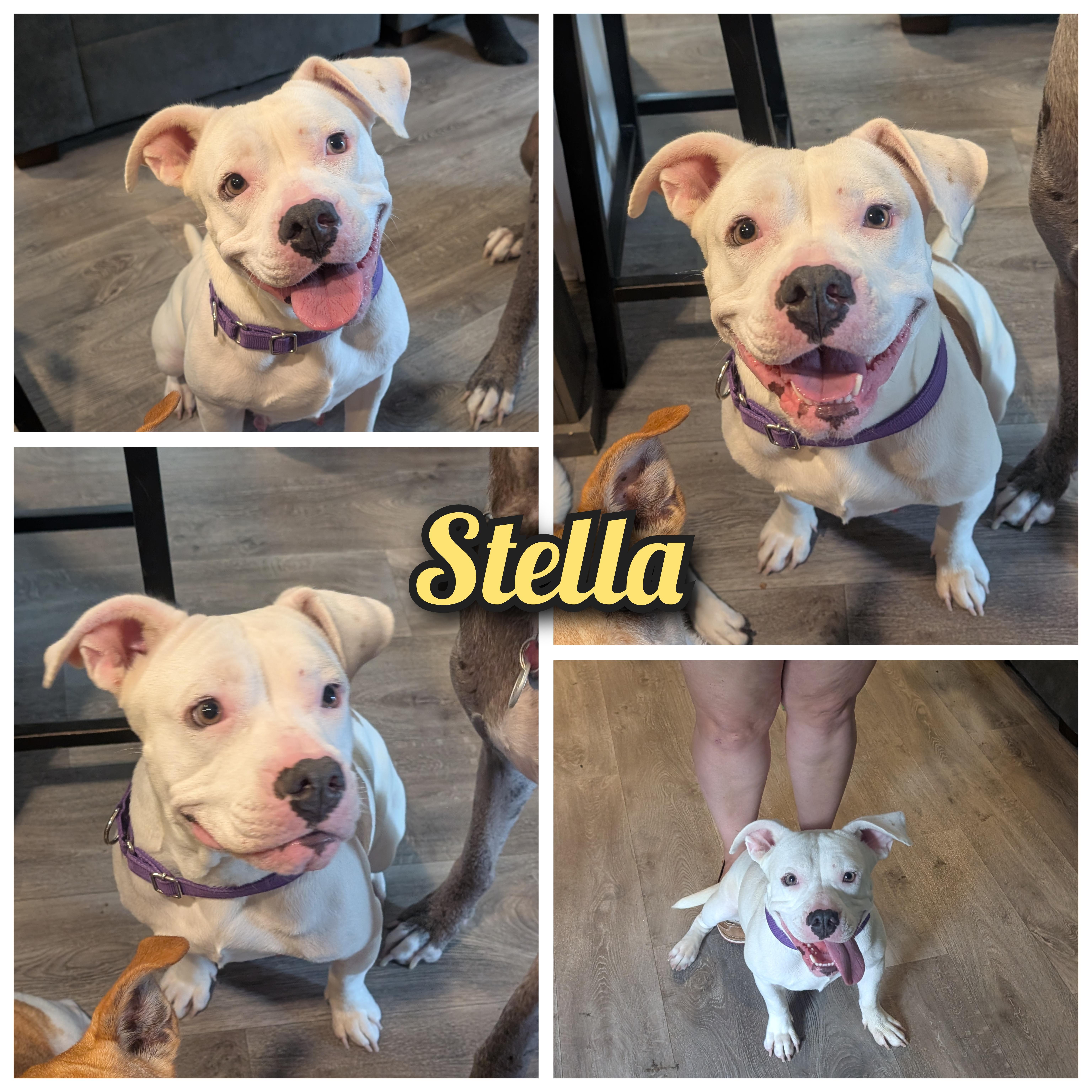 Stella thumbnail 3