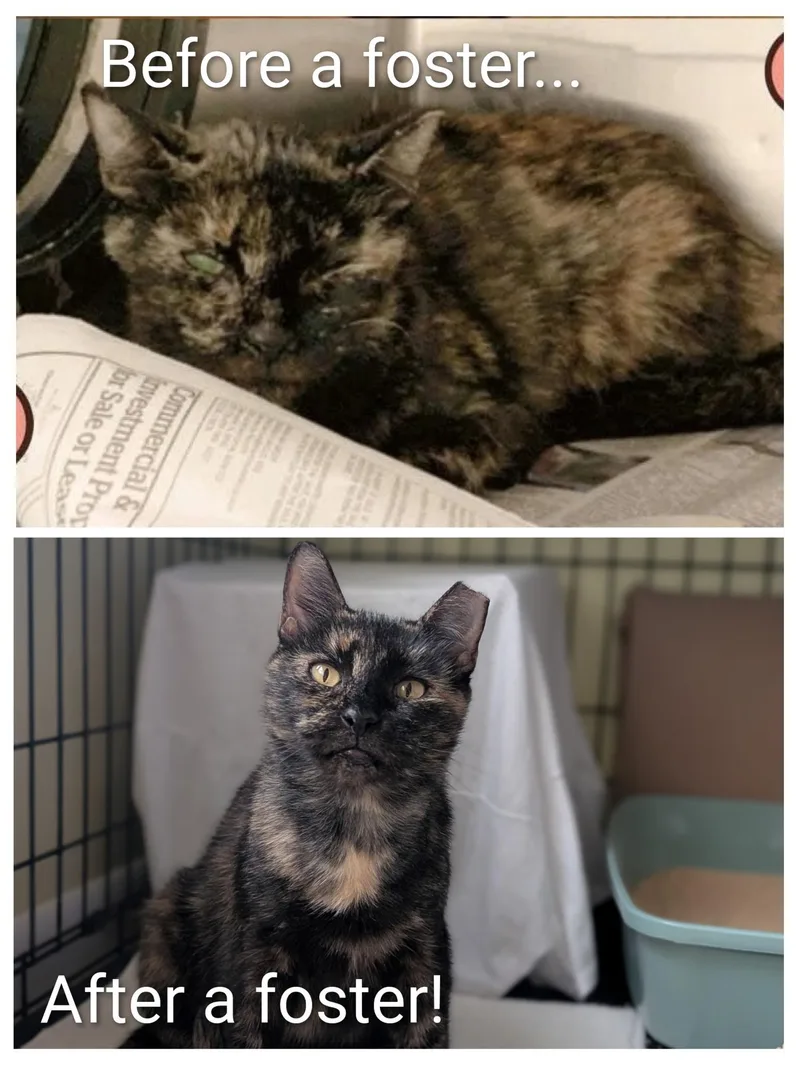 A senior medium-sized female Tortoiseshell Domestic Short Hair cat named Penny for adoption in Tampa, FL