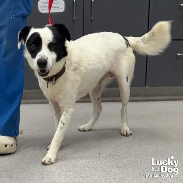 An adult medium-sized male Border Collie dog named Penn for adoption in Washington, DC