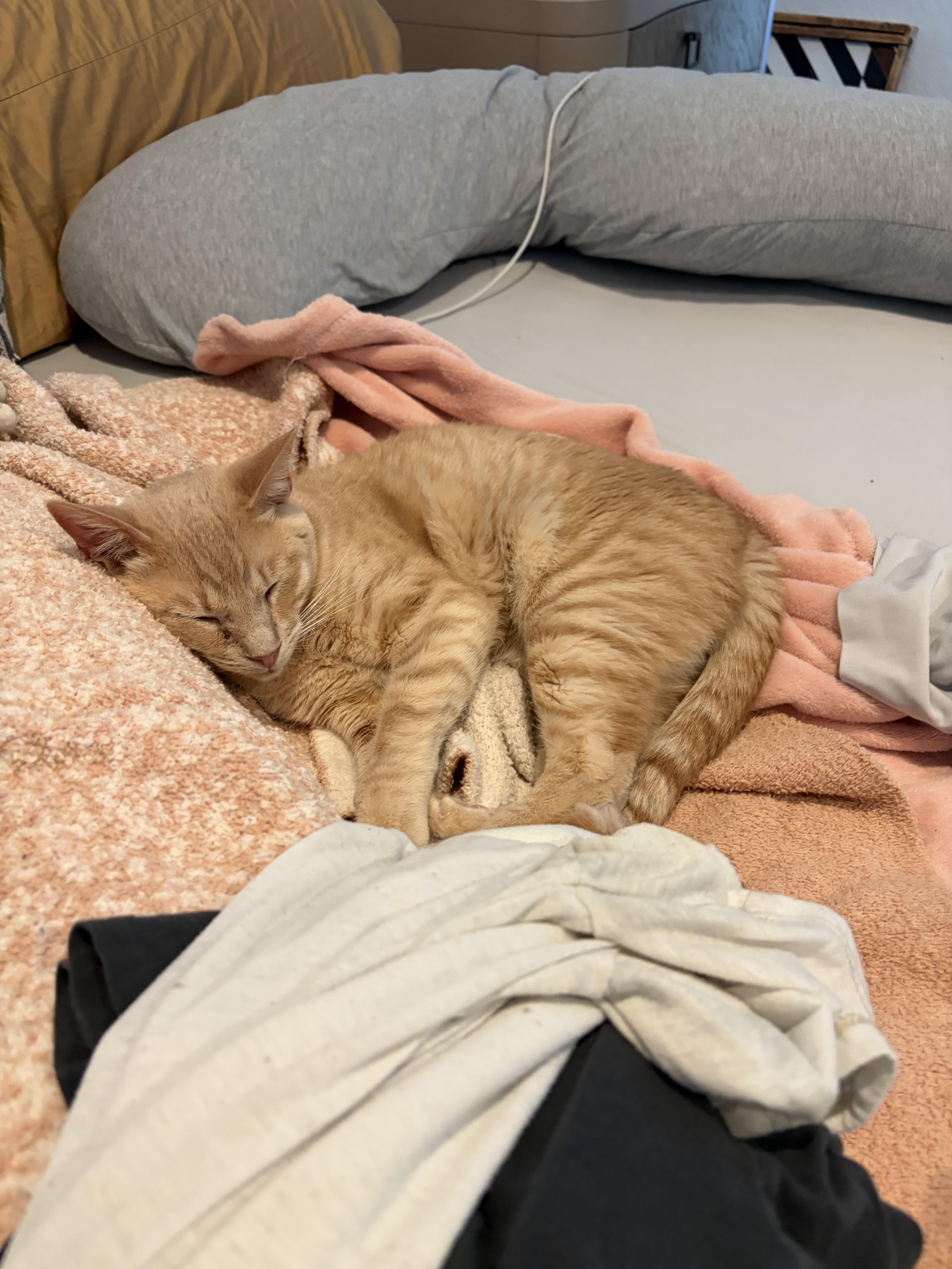 A young medium-sized male Buff / Tan / Fawn Domestic Short Hair cat named Foo for adoption in Fresno, CA