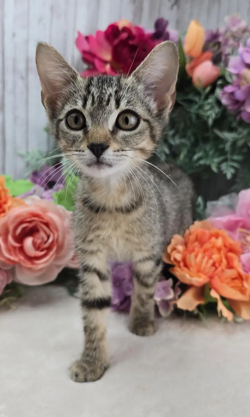 A baby small-sized female Tabby (Brown / Chocolate) Domestic Short Hair cat named Apricot for adoption in Ocean Springs, MS