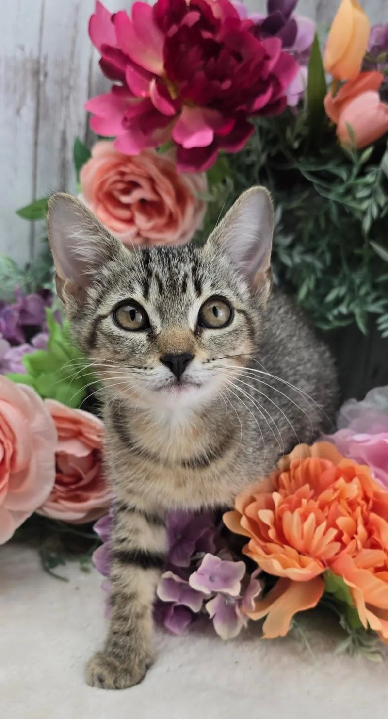 Apricot thumbnail 2