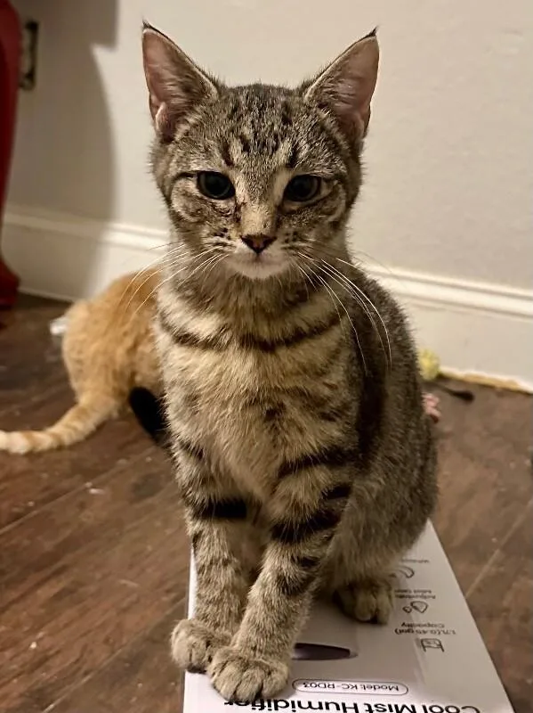A young medium-sized male Tabby (Tiger Striped) Domestic Short Hair cat named Forrest Gump for adoption in Kennewick, WA