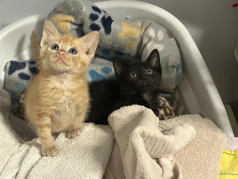 A baby small-sized male Domestic Medium Hair cat named Jack O for adoption in Metairie, LA