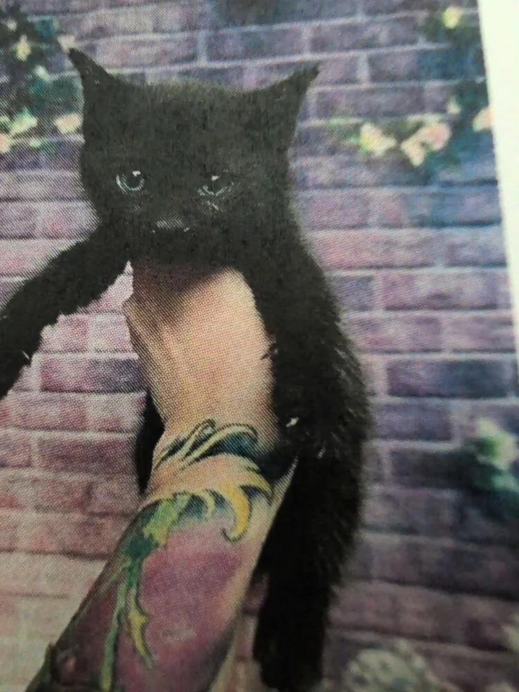 A baby small-sized female Black Domestic Short Hair cat named Stronghold for adoption in Parker, CO