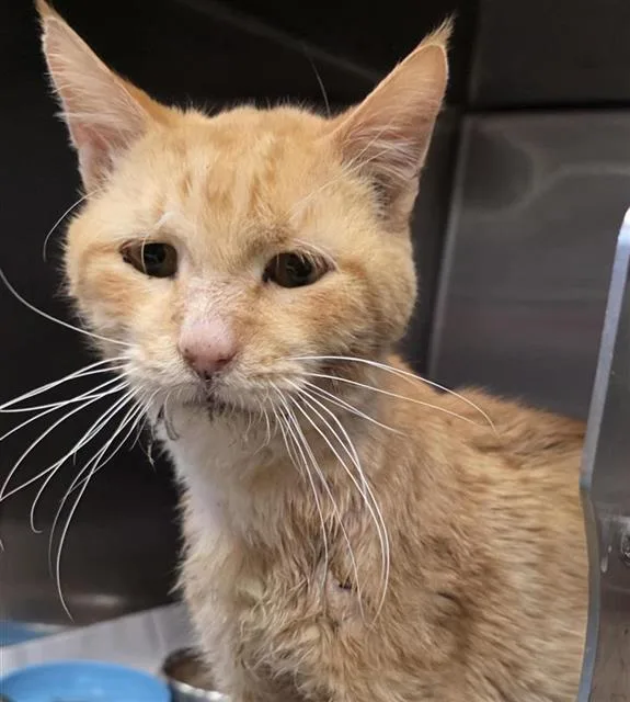 An adult medium-sized male Domestic Short Hair cat named Tango for adoption in San Antonio, TX