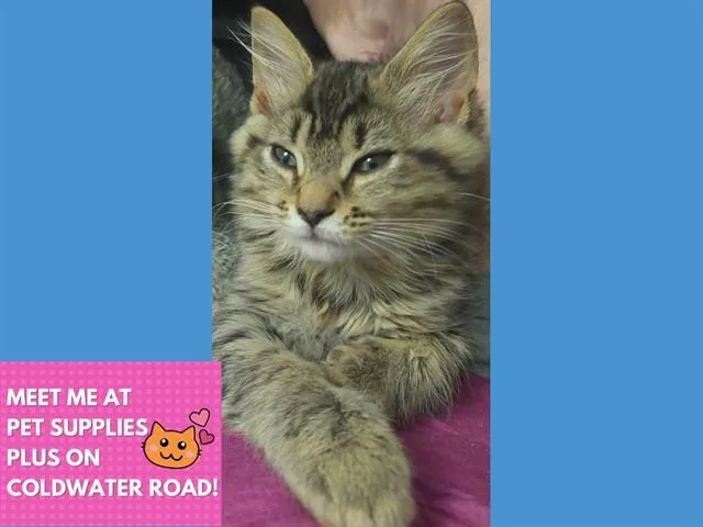 A baby small-sized female Domestic Medium Hair cat named Cinnamon for adoption in Fort Wayne, IN