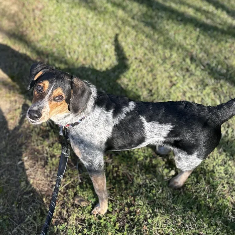 A young medium-sized male Black Mixed Breed dog named Theo for adoption in Gadsden, AL
