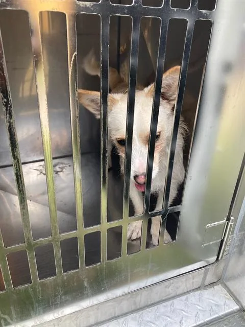 An adult small-sized male Mixed Breed dog named Pete for adoption in Dallas, TX