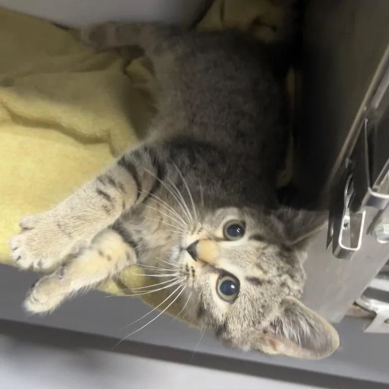 A young small-sized female Gray / Blue / Silver Domestic Short Hair cat named Angelica for adoption in Hamilton, GA