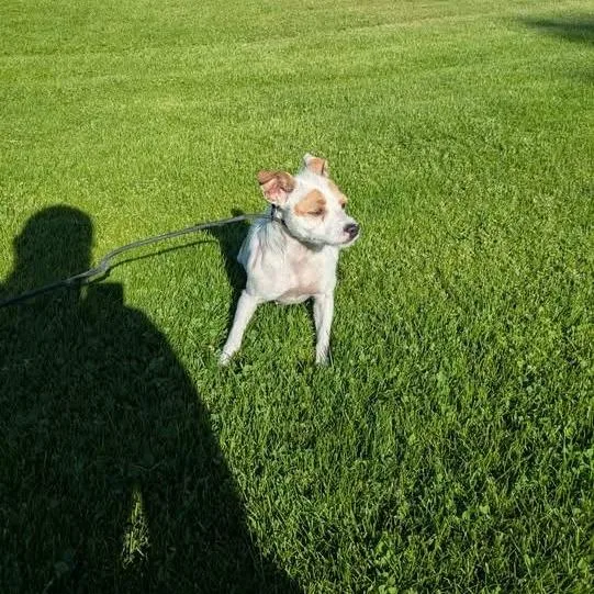 An adult small-sized female Apricot / Beige Chihuahua dog named Pear for adoption in Tacoma, WA