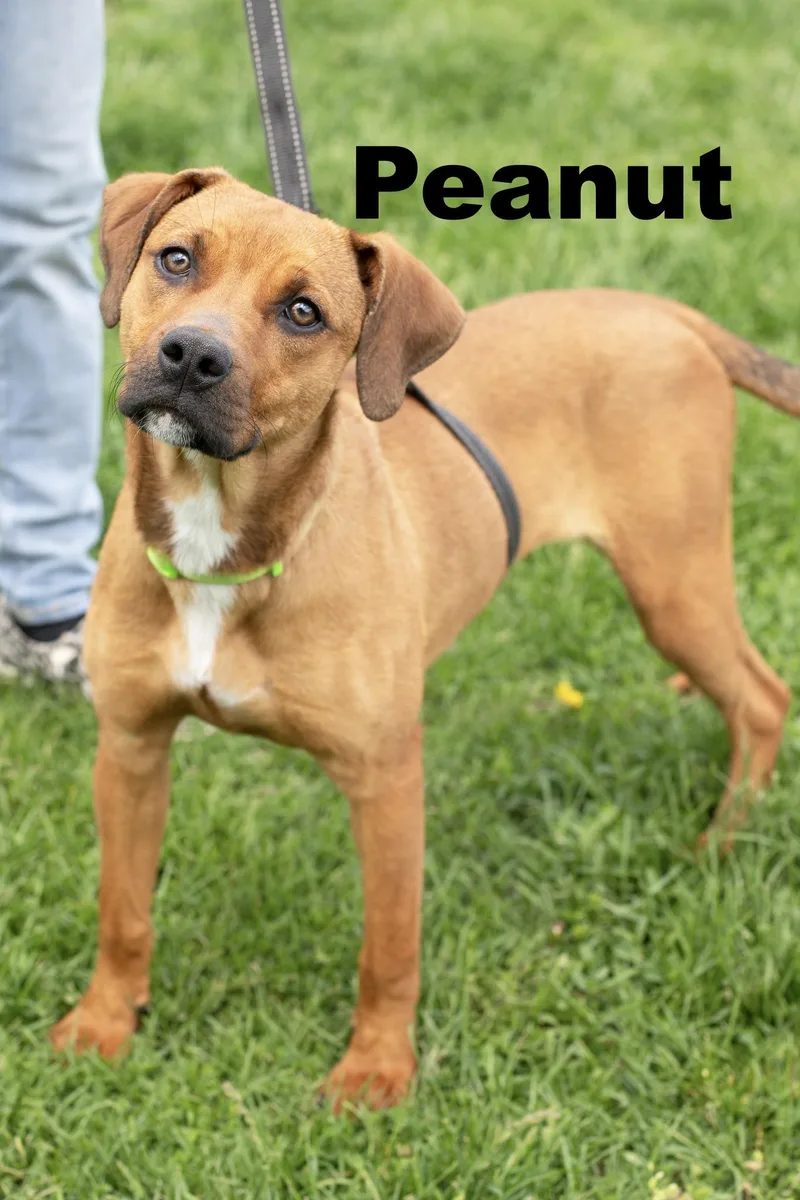 A young medium-sized female Yellow / Tan / Blond / Fawn Mixed Breed dog named Peanut for adoption in Macomb, IL