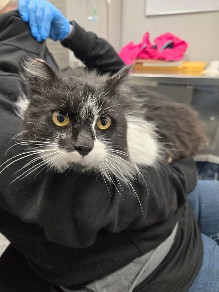 A young small-sized female Domestic Short Hair cat named Grace for adoption in Angola, IN