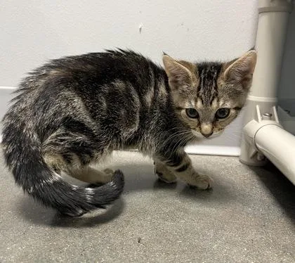 A baby small-sized female Domestic Short Hair cat named Lilo for adoption in Janesville, WI