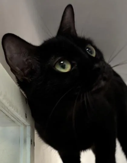 An adult small-sized female Domestic Short Hair cat named Pixel for adoption in Cumming, GA