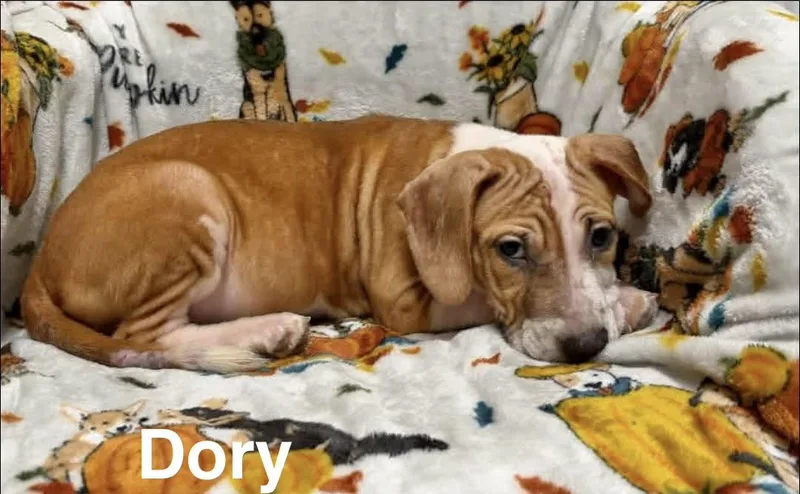A baby medium-sized female Hound dog named Dory for adoption in Manchester, CT