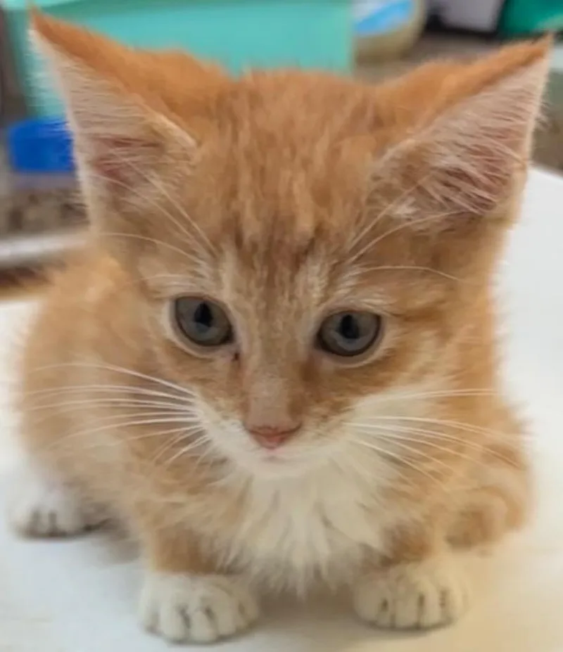 A baby small-sized male Domestic Short Hair cat named Fester for adoption in Elizabethton, TN