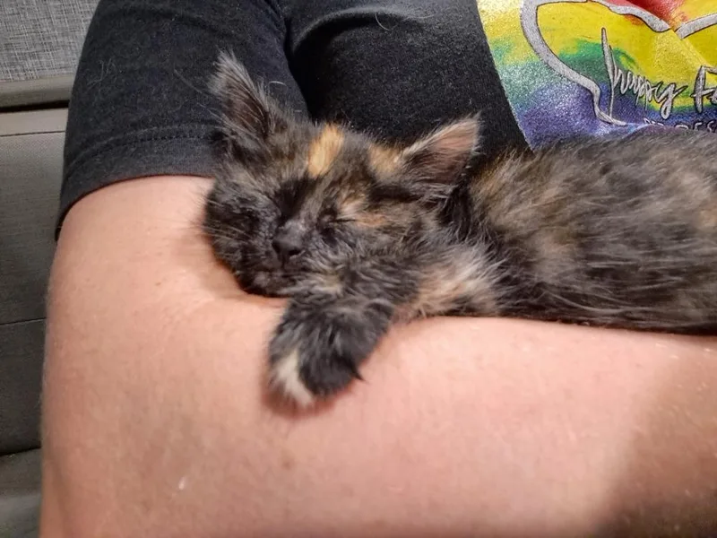 Addie thumbnail 2