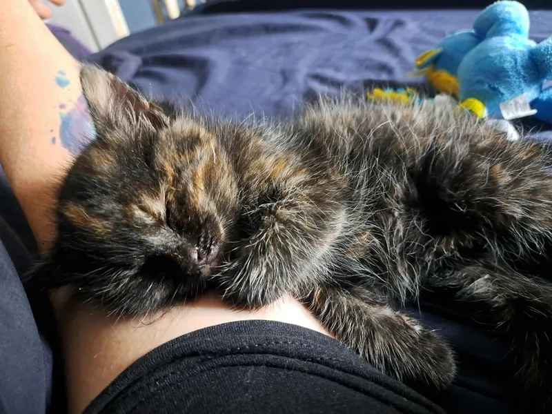 Addie thumbnail 3