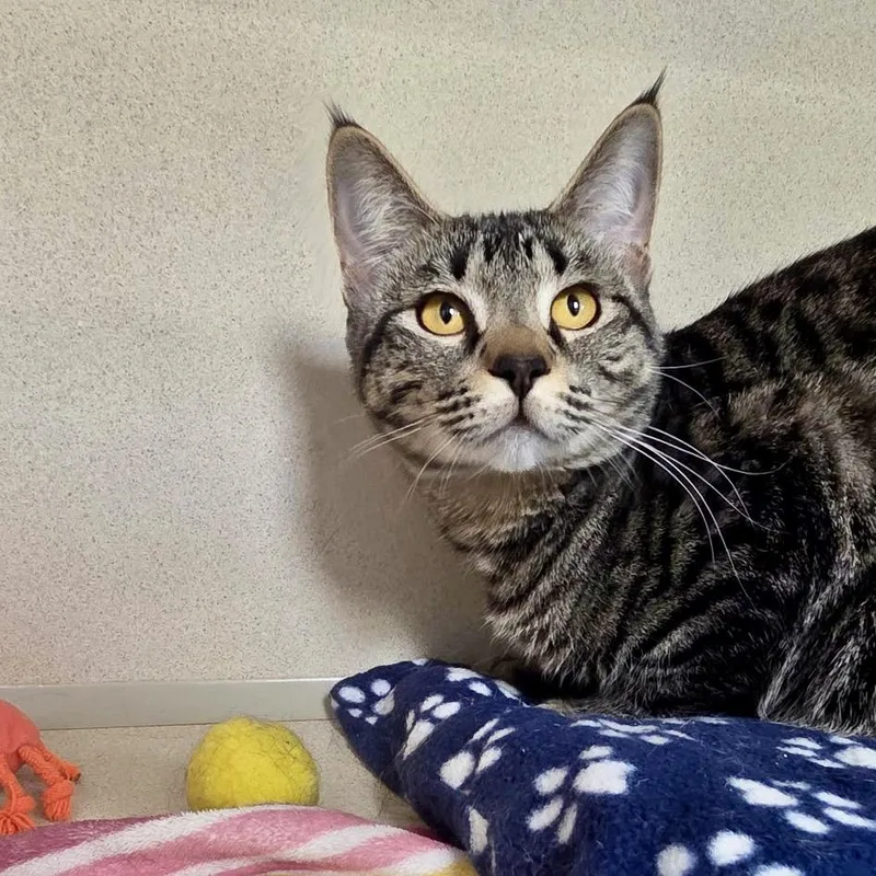 A young medium-sized female Domestic Short Hair cat named Luci for adoption in Great Falls, MT