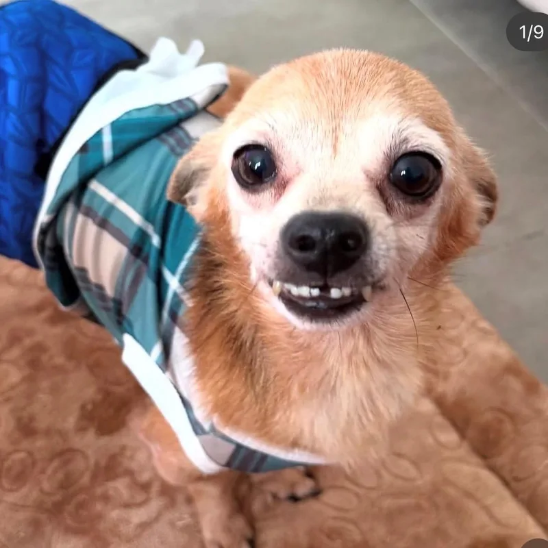 Peanut  Your Perfect thumbnail 4