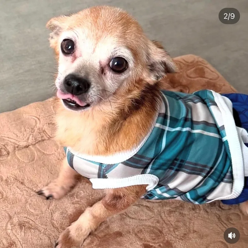 Peanut  Your Perfect thumbnail 5
