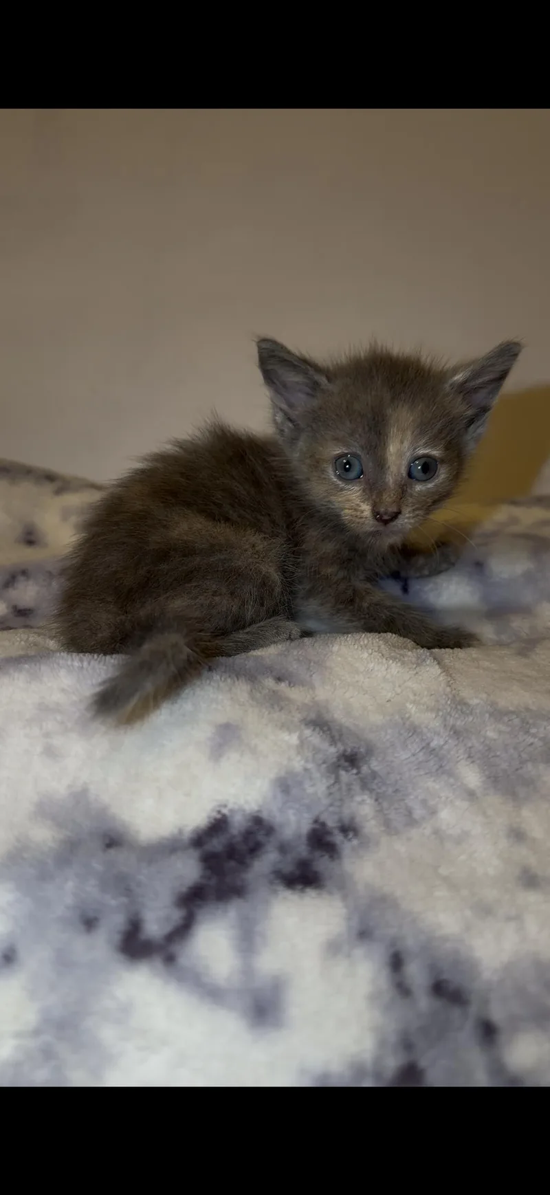 A baby medium-sized female Domestic Short Hair cat named Maxine for adoption in Nutley, NJ