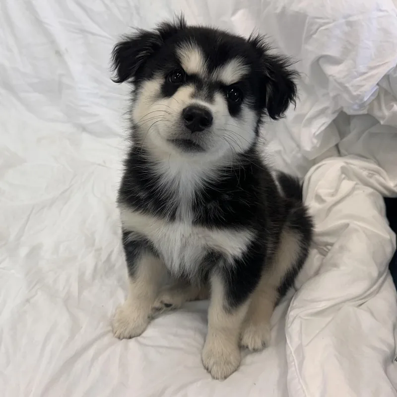 A baby small-sized female Black Mixed Breed dog named Uinta for adoption in Park City, UT