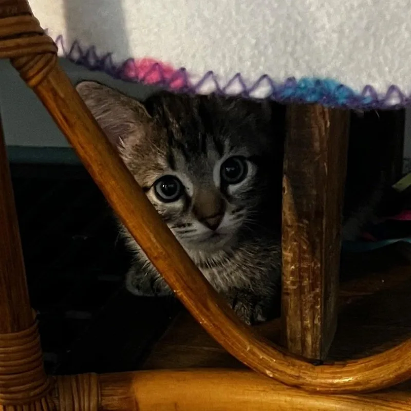 A baby small-sized female Black Domestic Short Hair cat named Orchid for adoption in Normal, IL