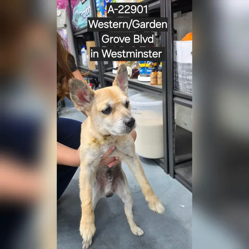 An adult small-sized male Yellow / Tan / Blond / Fawn Chihuahua dog named Cracker for adoption in Westminster, CA