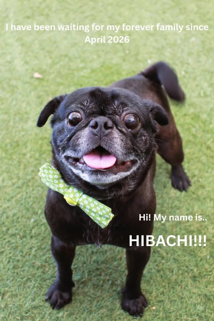 An adult small-sized male Pug dog named Hibachi for adoption in Gardena, CA
