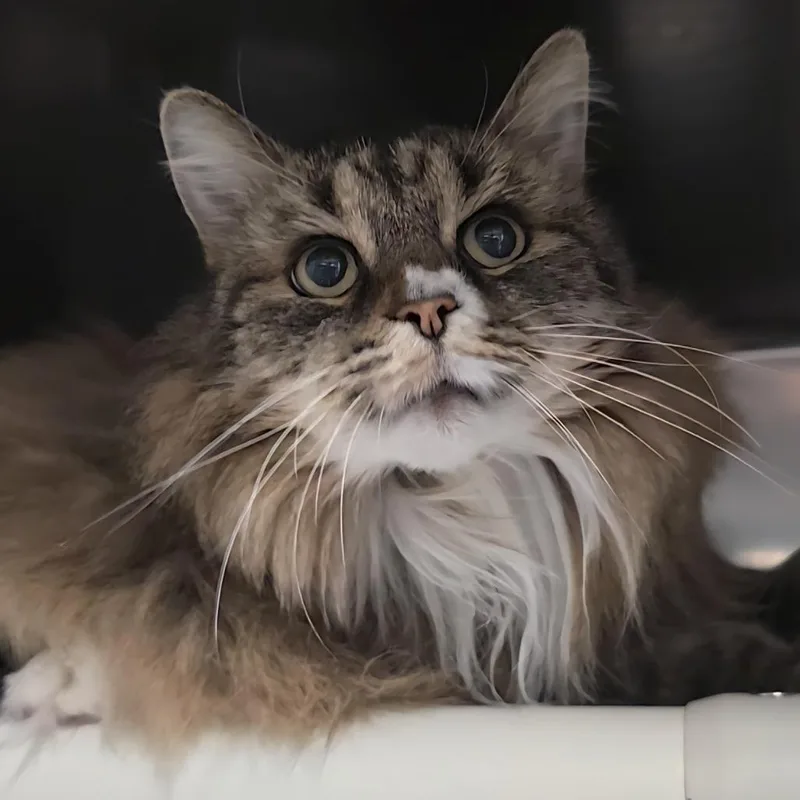 A senior large-sized female Brown / Chocolate Domestic Long Hair cat named Emmy for adoption in Kennebunk, ME