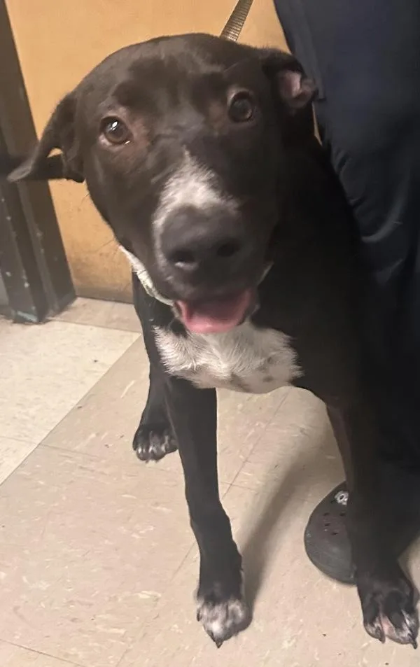 A young medium-sized male Labrador Retriever dog named Leopold for adoption in Mobile, AL